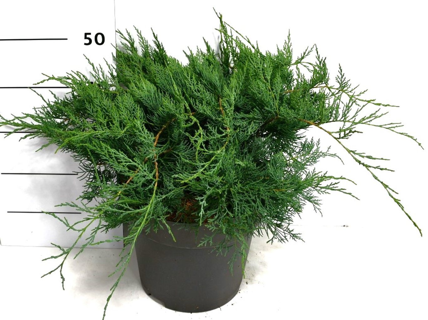Juniperus virg. 'Grey Owl' - C12 50-60 CM